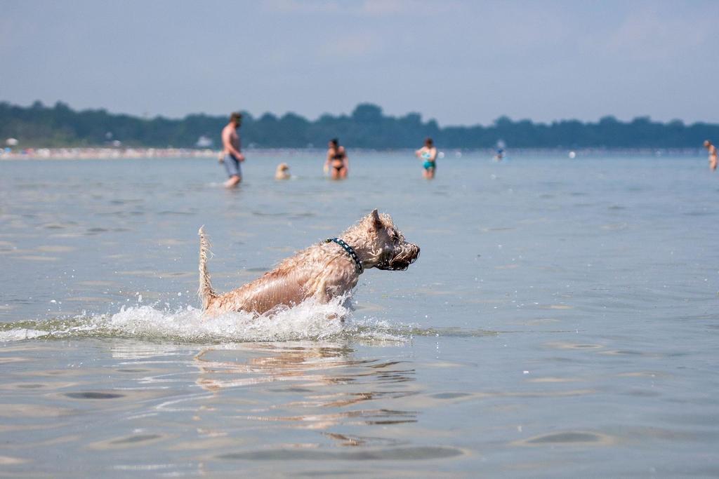 Zur Alten Schmiede I Boltenhagen  Luaran gambar